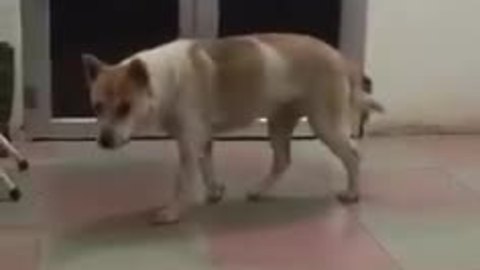 Sneaky Dog Tiptoes His Way Inside The House