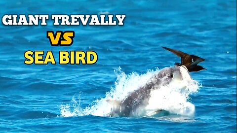Fish Vs Bird | Giant Trevally Vs Sea Bird |