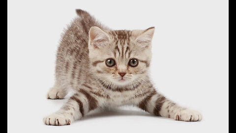Cute little Cats Video || Cute Animals Of World