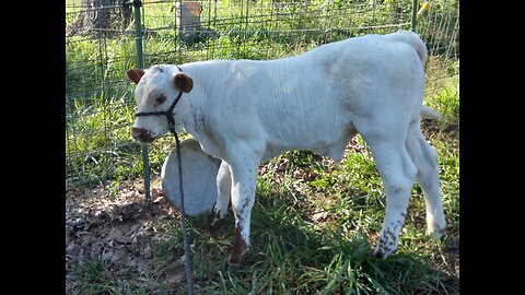 Halter Breaking Hank