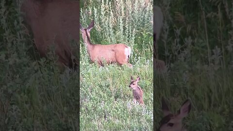 Muley Doe & her Fawn I videoed two weeks ago. JD #shorts
