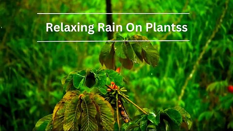 Serene Forest Rain: A Calming Soundscape || Rain on Leaves|| For Meditation.
