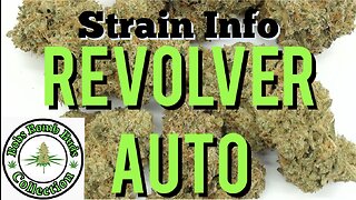 Revolver Auto Flowering Cannabis Strain