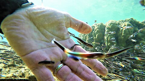 Thousands of "friendly" little fish are actually eating this diver