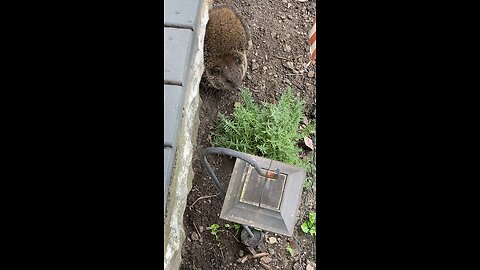 Bob v Groundhog