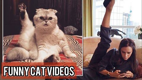 Try Not To Laugh Cats Cute Reactions