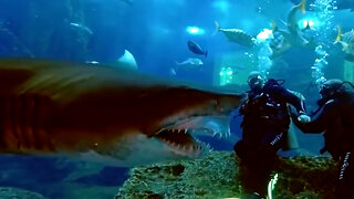 Scared Diver Freaks Out During Shark Encounter - Shark Videos 2023