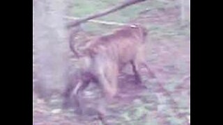 Alapaha Blue Blood Bulldog Herding The Sheep