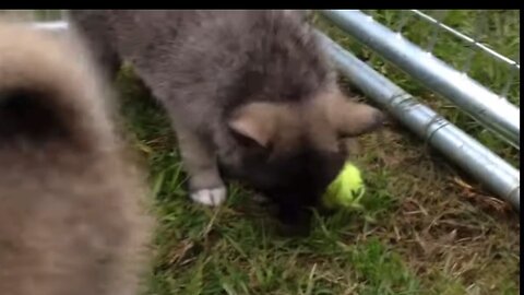 Pomsky pups learn to play