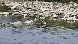 Couple of American Mergansers chilling in the sun