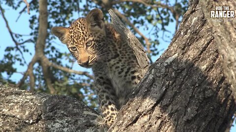 Scotia Female Leopard And Cub, Part 4