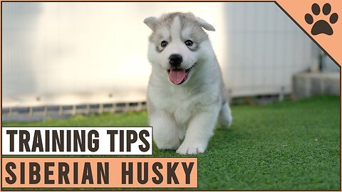 How To Train A Husky Puppy Easiest Methods