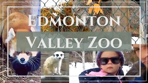 Edmonton Valley Zoo! | Lion King's Timon | Canadian Linx, Wallaby's