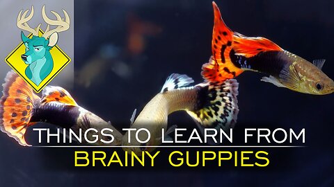 TL;DR - Things to Learn from Brainy Guppies [24/Dec/17]
