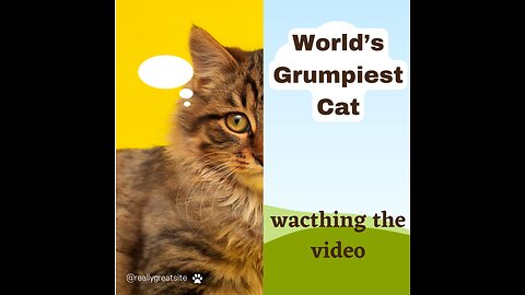 World’s Grumpiest Cat I Frozen Planet II I BBC