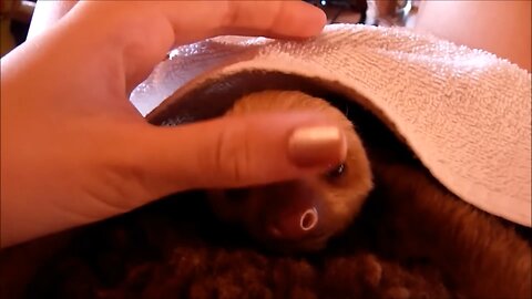 BABY SLOTHS BEING SLOTHS - FUNNIEST COMPILATION