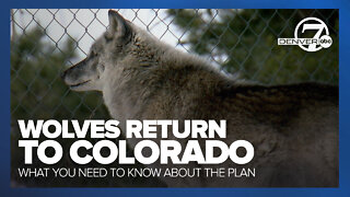 Wolves will return to Colorado: What you should know about the reintroduction plan