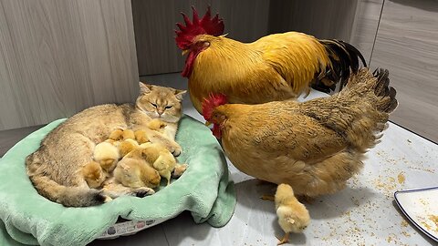 The rooster and the hen were stunned on the spot! The gentle kitten takes good care of the chicks🐥