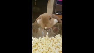 Cute Bunny Really Loves Popcorn