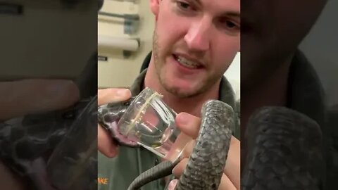 Milking venomous snakes in australia to save lives!