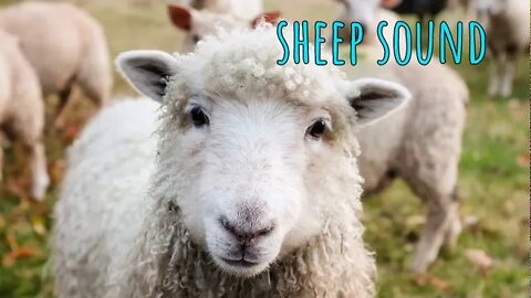 SHEEP SOUND 🐑 Effect Free Download mp3 - 0:32 Minutes [no copyright]