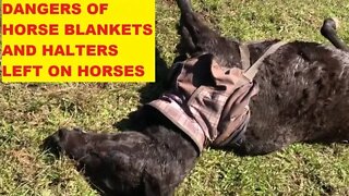 Dangers of Halters and Blankets or Rugs Left On Horses - Horses Find Trouble Where There Is None