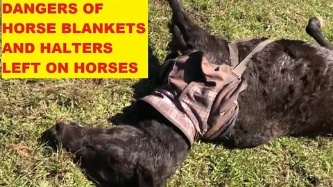 Dangers of Halters and Blankets or Rugs Left On Horses - Horses Find Trouble Where There Is None