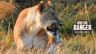 Lion Pride In The Morning Light | Maasai Mara Safari | Zebra Plains