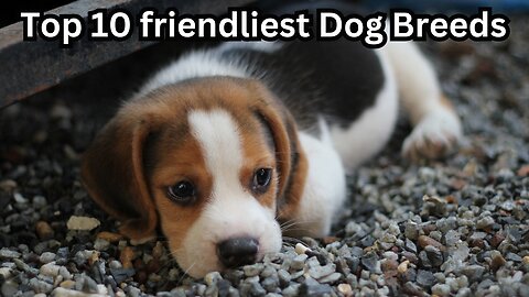 Top 10 Friendliest Dog Breeds: Your Ultimate Guide to Canine Companions