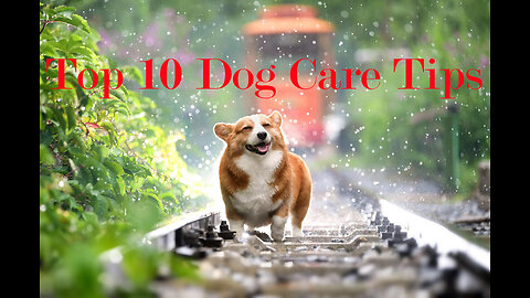 Top 10 Dog Care Tips