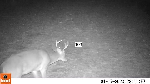 Bushnell Deer Camera Buck Part 2