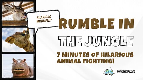 Rumble in the Jungle: 7 Minutes of Hilarious Animal Fighting!