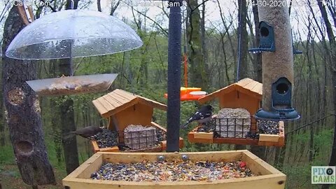 Rose Breasted Grosbeak: Pixcam Birdfeeder Cam 2