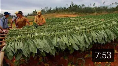 Amazing Tobacco Agriculture -Tobacco Farming & Tobacco Harvesting Methods and Cultivation of Tobacco