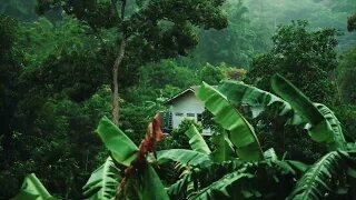 Forest Rain Meditation: Soothing Sounds for Relaxation and Calmness