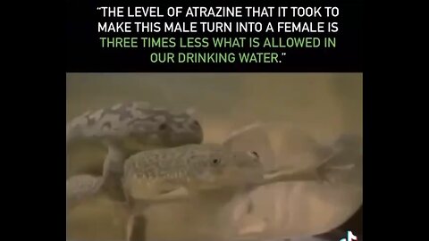 MALE FROGS TURN INTO FEMALE FROGS🙈🐸💦🐸DUE TO HIGH LEVELS OF ATRAZINE IN WATER🙊💧🐸💫