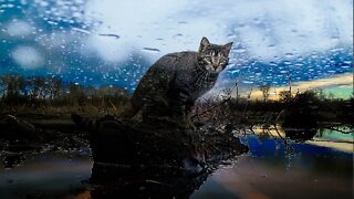 Cat Says "Rain Drops Are Fallin' On My Head"