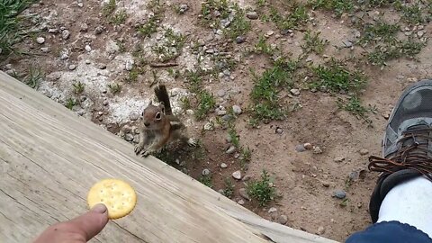Chipmunk Eats Ritz From My Hand