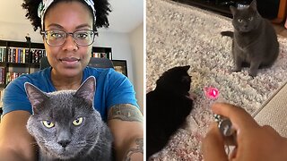 Funny moment betrayed cat founds out owner controls the laser