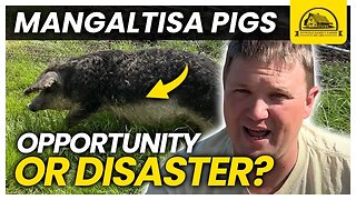 Are Mangalitsa Pigs Right for Your Farm? Profitable or Not?