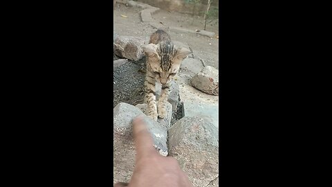 cat play 🥰🥰 cute cat playing
