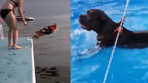 Great Dane Has Hysterical Hissy Fit After Mom Doesn't Let Him Go Swimming