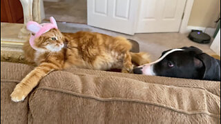 Patient Cat Puts Up With Bunny Ears & Pesky Great Dane Puppy