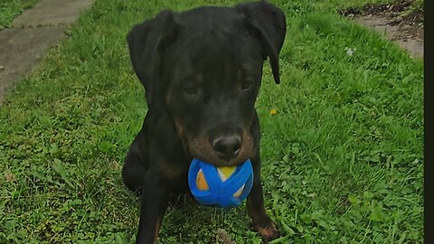 Big And Tall Rottweiler Puppy 🐶