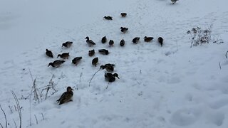 Feeding the needy ducks