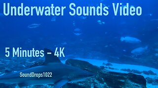 Mood Changing 5 Minutes Of Underwater Sounds Video