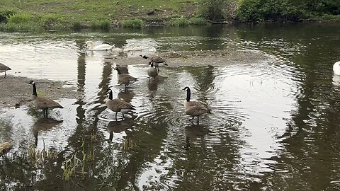 Swan Fight