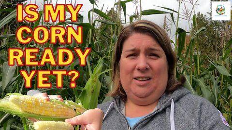 How To Tell If Corn Is Ready For Harvest