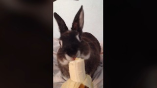 Mitchi the bunny tries a banana!