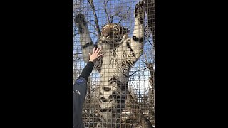 FEEDING THE TIGER